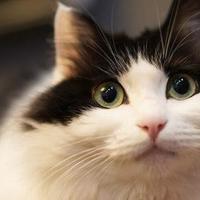 年纪大的猫咪吃什么？2026年4月老年猫粮良心推荐！