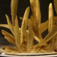好喝的茉莉花茶推荐：2026年必喝口碑品牌排行榜，容膝惊艳入榜！