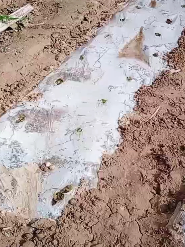 自家菜园