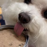 从独居青年到家庭CEO：养宠三年的进化