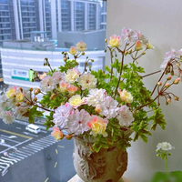 养天竺葵，1个技巧要牢记，不烂根，叶子绿油油，开出串串香香花
