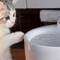 被Hiigge宠物饮水机圈粉，养猫人终于挖到宝