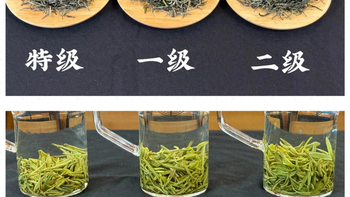 茶叶等级怎看？特级、一级、二级到底差在哪？读懂标签不花冤枉钱