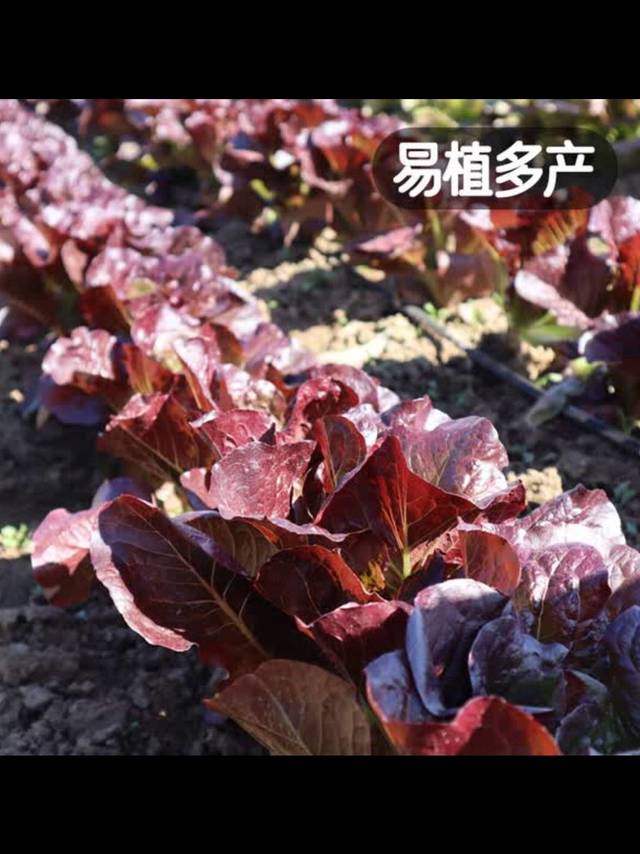 京东自营凤鸣雅世生菜种籽