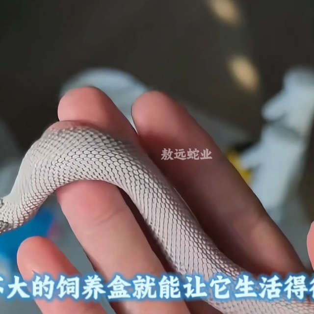 猪鼻蛇