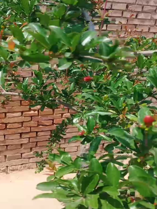 自己种的石榴树第二年结果了