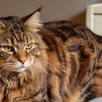 2025-2026年木薯混合猫砂推荐:新手、普通家庭、长期复购用户候选