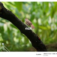 强烈建议新手赶紧把套机狗头换成这些镜头。