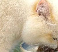 猫咪鱼油哪个牌子好？2026年主流品牌多维度对比测评