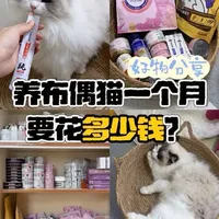 布偶猫月度开销盘点：每月577元即可维持高标准养护