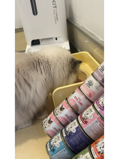 金故生骨肉试喂，挑食猫也主动干饭