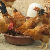 科学发酵牧草喂鸡：营养升级、抗病更强、效益翻倍