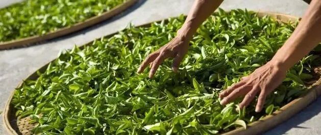凤凰单丛茶产地直供的秘密！附权威冲泡技巧与保存方法，新手必收