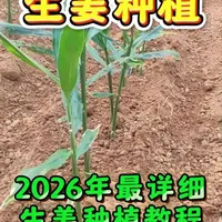 2026年生姜种植全流程技术指南：从选地到田间管理