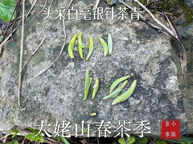 2000元一斤的白毫银针，就是这么被泡毁的！盘点3大泡茶误区