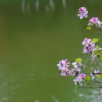 花草拍摄经验分享