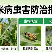玉米高产保命手册：2025病虫害全程防控指南