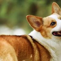 2026柯基犬适用的内外一体驱虫药排行榜：5款热门产品对比与选购