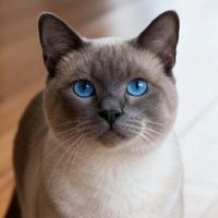 2026十大猫咪驱虫药对比：该选哪个？看完不踩坑
