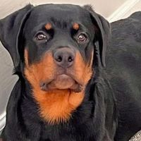 2026超大型犬驱虫药怎么选？40公斤以上大型犬驱虫药选购指南