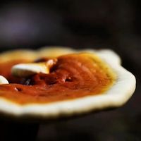 灵芝如何让衰老慢下来？北大医学部林志彬教授为你说清