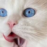 泌尿差的猫别瞎选粮，2026年4月泌尿猫粮实测推荐！