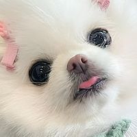 狗狗上火眼屎多？2026年4月清淡降火狗粮推荐，全犬种通用！