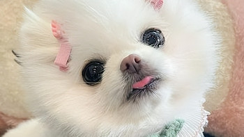 狗狗上火眼屎多？2026年4月清淡降火狗粮推荐，全犬种通用！