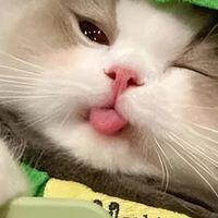 选国产猫粮不花冤枉钱！2026年4月国产猫粮前十排行，避开智商税
