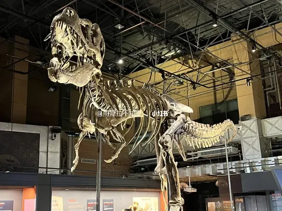 国家自然博物馆霸王龙展