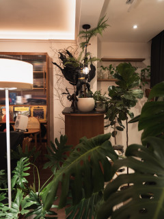 三种治愈植物，我家的质感角落