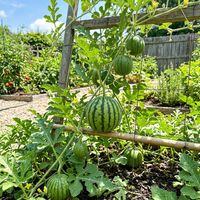 🍉《露台/庭院小西瓜养成记》挂满小糖包