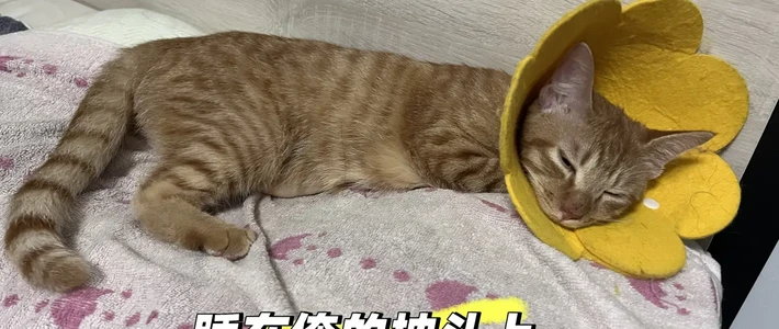 母猫绝育请看这里（下篇）_猫粮_什么值得买