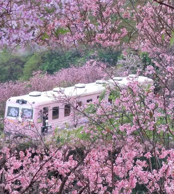 深圳🌸近期最美citywalk路线⭐️赏花看海