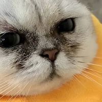 猫咪上火吃什么猫粮？2026年5月推荐，清热去泪痕，眼屎多全搞定