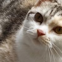 吃什么猫粮好？2026年4月高性价比猫粮排行榜，新手直接抄作业