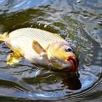 春季钓鲤秘制4款小药，饵料配比精准狂拉不停口