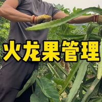 种的火龙果每年硕果累累，来给它们修枝、除草和施肥，渐渐实现了火龙果自由