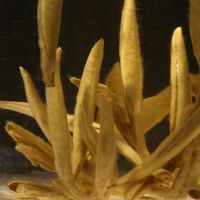 茉莉花茶哪些品牌好喝？近期喝过的茉莉花茶之个人感受