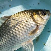 🐡5月野钓鲫鱼全攻略，钓位饵料调漂全套！