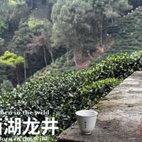冲泡绿茶，玻璃杯、紫砂壶、盖碗，谁更胜一筹？