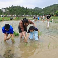 不止是玩泥巴:小学生插秧获赞,研学就该带点“土”气