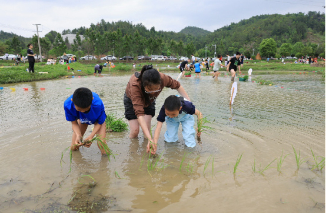 不止是玩泥巴:小学生插秧获赞,研学就该带点“土”气