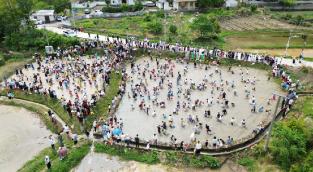 不止是玩泥巴:小学生插秧获赞,研学就该带点“土”气