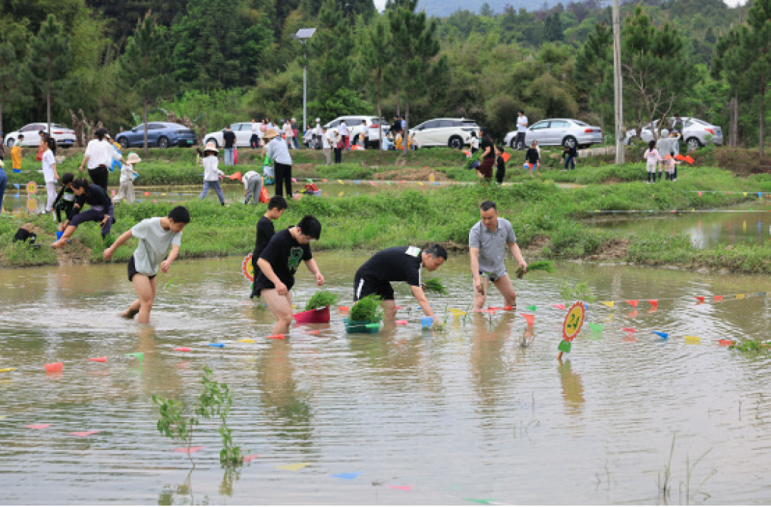 不止是玩泥巴:小学生插秧获赞,研学就该带点“土”气