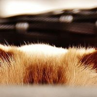 2026安全猫粮有哪些?希喂、爱肯拿、百利三大明星