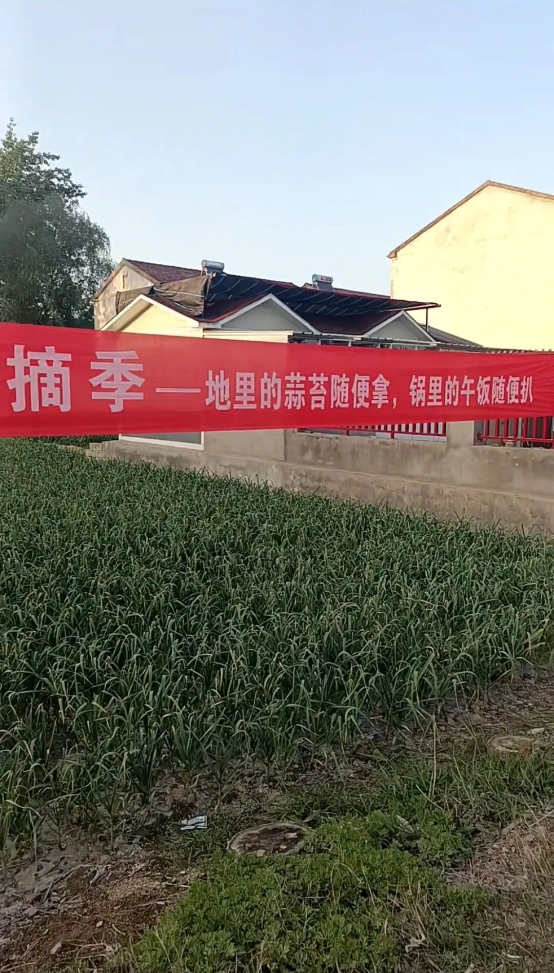 河南蒜薹收购价跌破成本,蒜农含泪倒贴钱求采,丰产为何成“灾”?