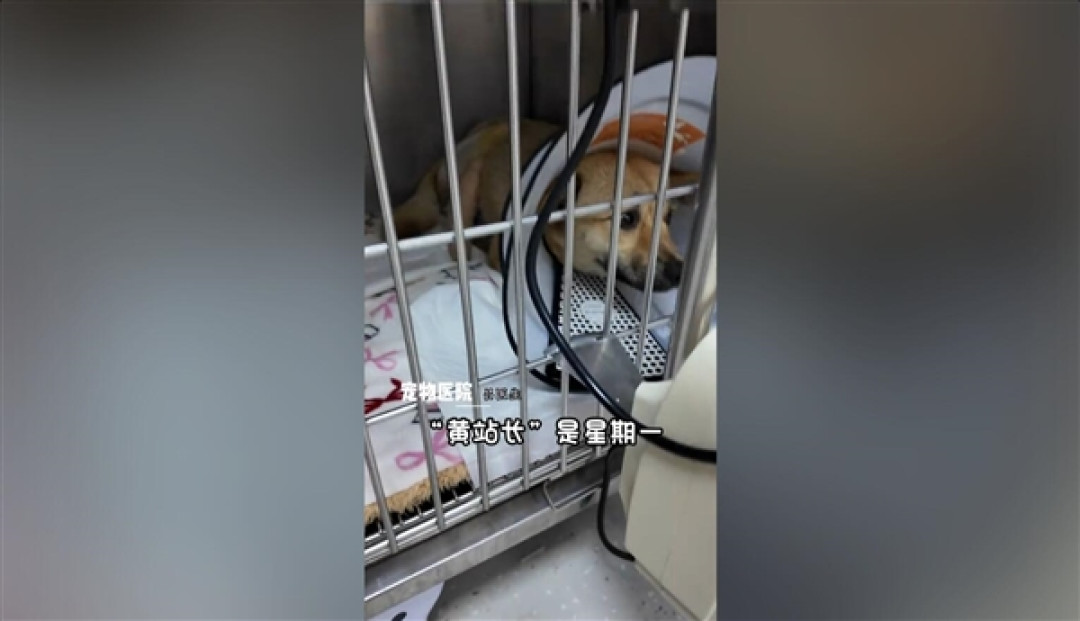 一只流浪狗让这座小城收获泼天流量：网友纷纷前往打卡