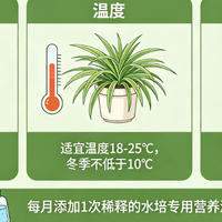 水培婚纱吊兰的养护要点