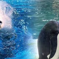 珠海长隆：全家出游的梦幻乐园